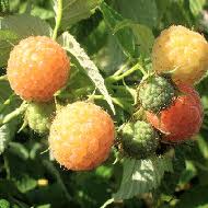 Rubus ideaus fall gold raspbry<br /> 